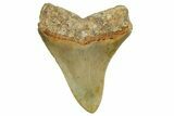 Serrated, Fossil Megalodon Tooth - North Carolina #363705-1